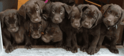 Chocolate Lab Puppies