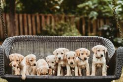 9 AKC Registered Labrador retriever Puppies