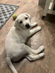 White/yellow labs. Ready to go to new homes.