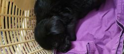 Black Labrador retriever male... 45 days old... Healthy and very activ