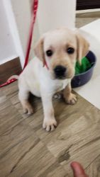 45 old Labrador puppy for sale top pedigrees
