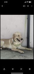 I want to sell my loving labrador which is 3 years old cause I’m shift