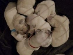 English Cream puppies Each 4, 1,000$