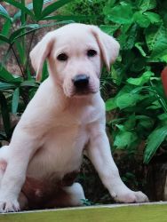 3 Male Labradror puppies for sale-2 months-Calicut
