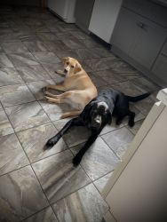 2 female Labrador retrievers