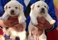 Golden labrador puppies available xxxxxxxxxx
