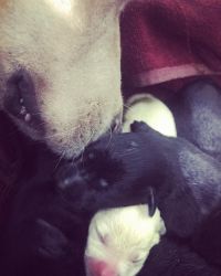 Labrashepard puppies (one month)