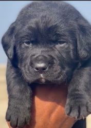 Black labrador puppies available in Delhi Gurgaon Noida xxxxxxxxxx