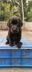 Good Quality Lab Puppy looking for a new home