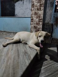 7 month male Labrador dog for sale