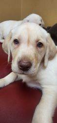 Puppy looking for new home