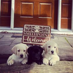 Labrador Retriever Pups for sale