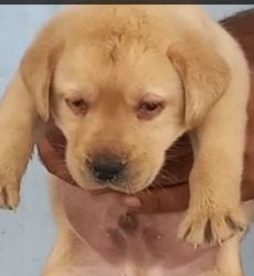Labrador puppy available in Delhi Gurgaon Noida location xxxxxxxxxx