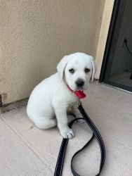 want to find new home for our puppy