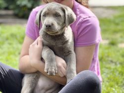Labrador Puppies AKC Silver