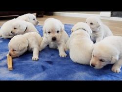 Lab fawn color puppys super quality breed puppys