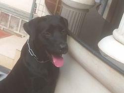 ONE YEAR AND 5 MONTHS OLD BLACK COLOR LABRADOR AVAILABLE