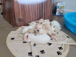 Invest in the Very Best Yellow Labrador Puppies