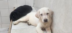 Puppies for new home
