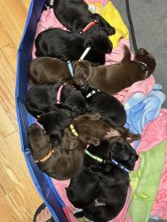 Labrador puppies in search of FOREVER HOMW