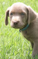 Labrador Retriever AKC Pups