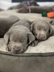 Silver Lab Puppies- AKC registered