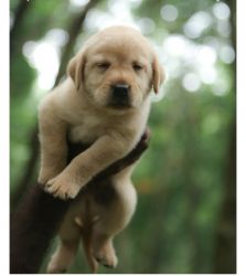 Labrador puppy in Delhi