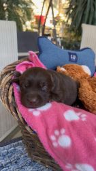 Akc Chocolate Labrador Puppies