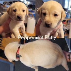 Peppermint Patty Yellow Lab for Sale