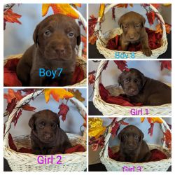 Adorable Chocolate Lab Puppies for sale