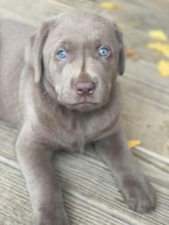 Silver labs puppies