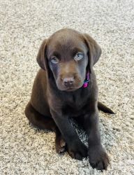 Chocolate fm Lab puppy for sale with papers ,8 and a half years old