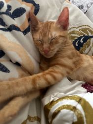 Ginger kitty up for adoption
