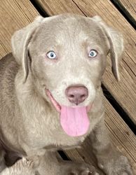 Silver Lab pups looking for a forever home