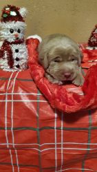 XMAS AKC silver and chocolate lab puppies
