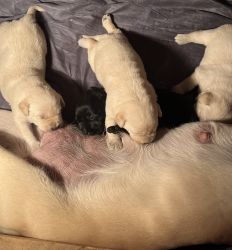 Labrador Retrievers for sale
