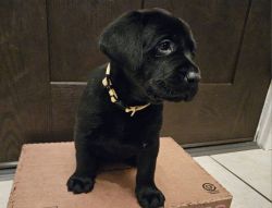 AKC Labrador puppy