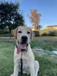 Yellow Lab 9 months old
