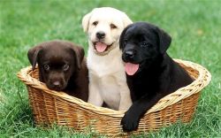 Lovely Labrador puppies for rehoming