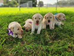 Yellow Lab Puppies