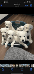 Labrador Yellow AKC Puppies OFA Full Genetic profile