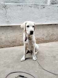 5 months old lab puppy for sale