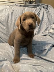 AKC Labrador puppies (silvers and Charcoals)