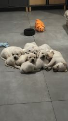 Labrador Retreiver Puppies (white)