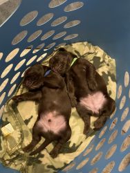 Purebred Chocolate Labs for sale