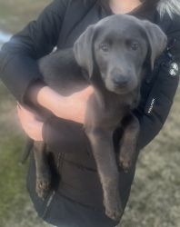 AKC Charcoal Lab puppies for sale
