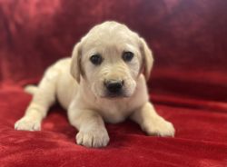 Meet Max 8 weeks yellow Labrador retriever