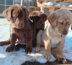 Gorgeous AKC Lab Pups