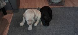 Labrador retriever puppies for sale 9 weeks old.