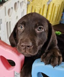 AKC Chocolate lab for sale